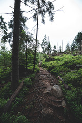 Mysterious path in the middle of wooden coniferous forrest, surrounded by green bushes and leaves and ferns found on Sumava