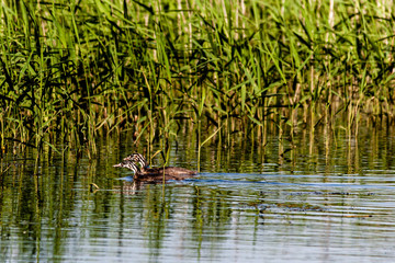 Couple of young grebes on Harthill ponds.
