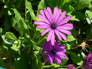 Bonitas flores de jardín con sus intensos colores que atraen a los insectos para facilitrar la polinización