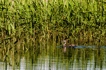 Couple of young grebes on Harthill ponds.