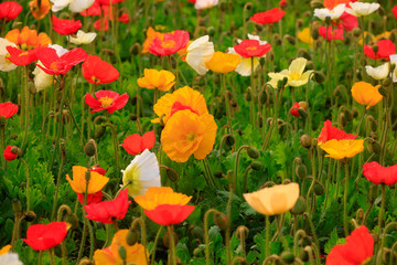 Fototapeta premium Corn poppy flowers