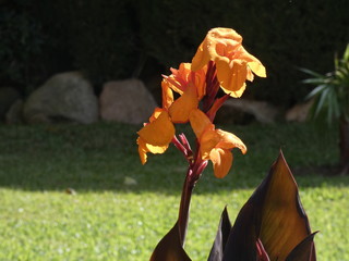 Flor de color naranja en un jardín particular