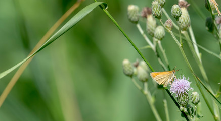 Little butterfly sits on a blossom in front of green blurred background
