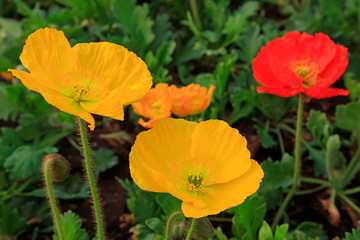 Naklejka premium Corn poppy flowers