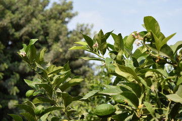 Lemon Trees- Wadi Al Sir, Jordan