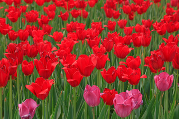 Fototapeta premium Tulips flowers in the garden