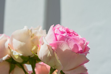 Rosa Rose, Rosenstadt Putbus, Rügen