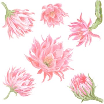 Tropical cactus pink flowers. Dragon fruit flowers. Exotic flowers set. Hand drawn on white isolated