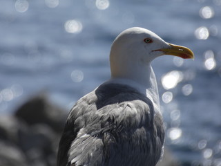 Retrato y primer plano de una gaviota en la costa mediterr&aacute;nea, el fondo desenfocado del mar