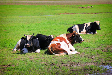Free and happy cows are resting and lying on a green pasture