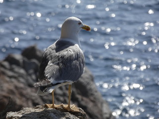 Retrato y primer plano de una gaviota en la costa mediterránea, el fondo desenfocado del mar