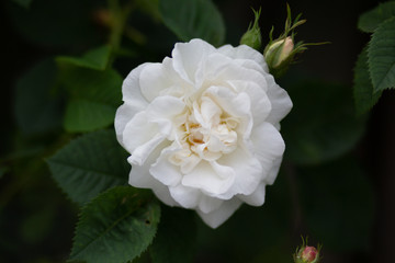 bush of white rose with bloom flower