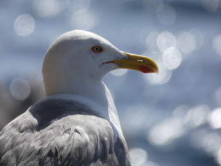 Retrato y primer plano de una gaviota en la costa mediterránea, el fondo desenfocado del mar