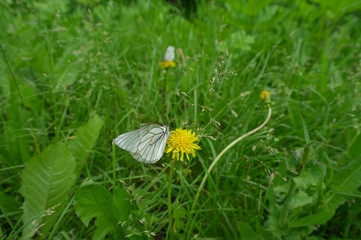 A black and white butterfly sits on a yellow flower. Dandelion with an insect in green grass.