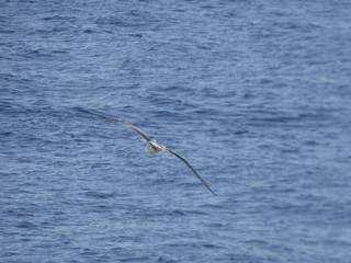 Gaviota planeando sobre el mar mediterráneo