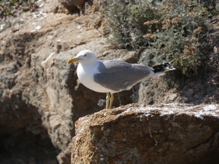 Gaviotas en un acantilado de la costa mediterránea