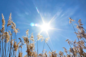 Obraz premium Warm day in summer weather. Reed against the summer sun. Tall grass, sun and blue sky.