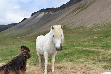 Beautiful wild Icelandic horses with mountains in background