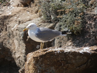Gaviotas en un acantilado de la costa mediterránea