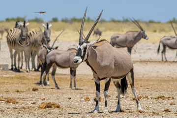 Naklejka na ściany i meble South African Oryx - Oryx gazella gazella, beautiful iconic antelope from Etosha National Park, Namibia.