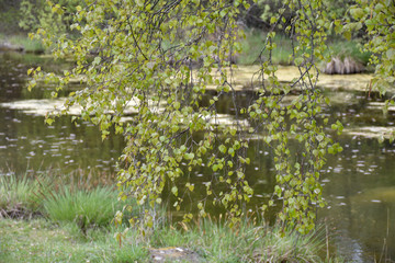 New leaves on a birch tree by a small pond