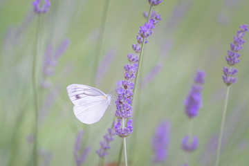 ラベンダーと蝶々
