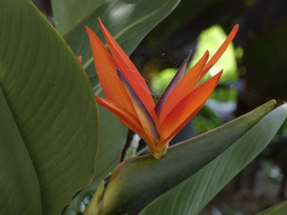 Bonitas y preciosas flores de jardín, muy bien cuidades