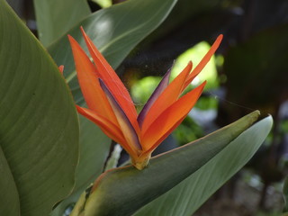 Obraz premium Bonitas flores de jardín, en todo su esplendor con colores vivos, flores de gran envergadura