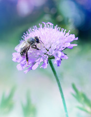 Honey bee on a wild flower. Freshness of a clear warm sunny day. Beautiful artistic color processing