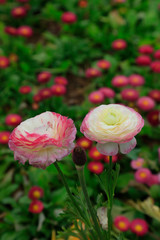 ranunculus flowers