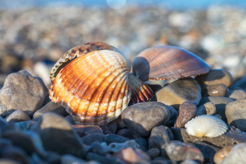 Several sea shells on the beach. Summer concept background