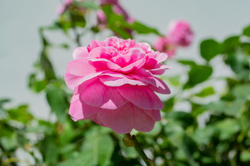 Rosa Rosen, Rosenstadt Putbus