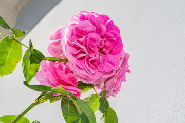 Rosa Rosen, Rosenstadt Putbus