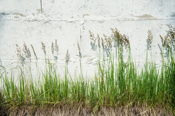 Green grass with white wall