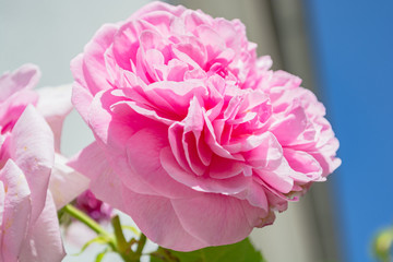 pinke Rose, Rosenstadt Putbus