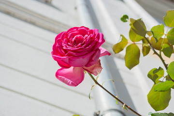pinke Rose, Rosenstadt Putbus