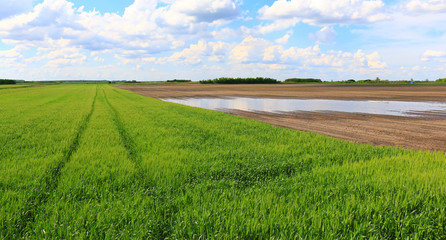 Wheat field against a blue sky
