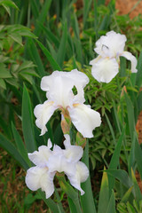 Obraz na płótnie Canvas iris flowers