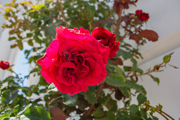 Rote Rose, Rosenstadt Putbus