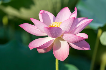 Fototapeta premium Blooming lotus or waterlily flower in the pond