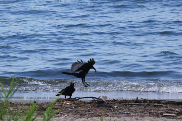 琵琶湖の浜で遊ぶ二羽のカラスです