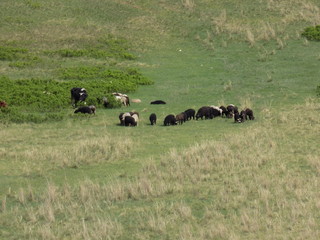 Rural landscape. Graze cows and sheep. Green pasture, summer day.