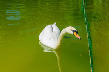 White swan in pond at city park