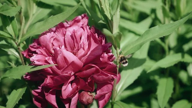 Bumblebee collects pollen from a flower. Red peonies.