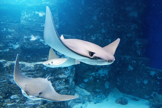 Group of stingrays are swimming on the blue sea near the underwater rocks.