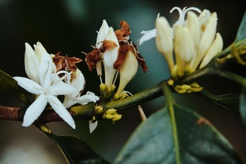 Fototapeta na wymiar coffee flower blossoms