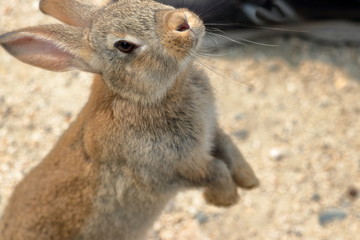 おねだりする兎