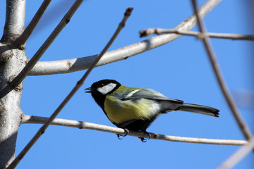 A profile photograph of a beautiful Blue Tit.