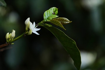 coffee flower blossoms