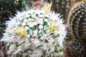 Blooming white flowers of Mammillaria cactus